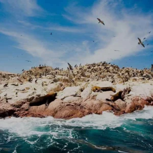 Paracas, Islas Ballestas y Oasis Huacachina 2D/1N